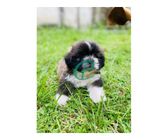 Shih Tzu Puppy - Image 1