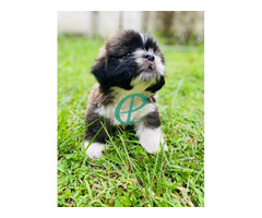 Shih Tzu Puppy - Image 2