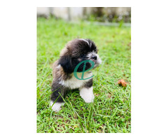 Shih Tzu Puppy - Image 3