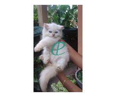 Persian kitten for sale - Image 1