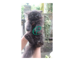Persian kitten for sale - Image 2