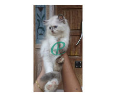 Persian kitten for sale - Image 3