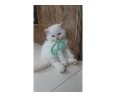 Persian kitten for sale - Image 4