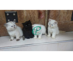 Persian kitten for sale - Image 5