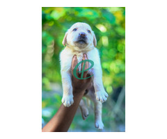 Labrador Retriever Puppies - Image 1