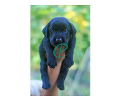 Labrador Retriever Puppies - Image 2