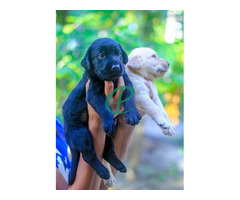 Labrador Retriever Puppies - Image 3