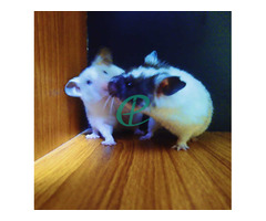 Syrian Hamsters - Image 2