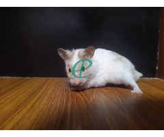 Syrian Hamsters - Image 3