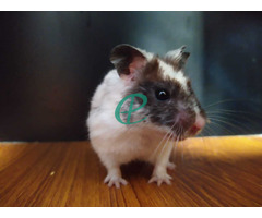 Syrian Hamsters - Image 6