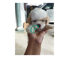 Shitzu female puppy for sale - Image 1