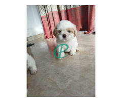 Shitzu female puppy for sale - Image 2