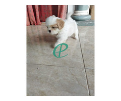 Shitzu female puppy for sale - Image 3