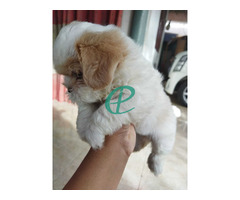 Shitzu female puppy for sale - Image 4
