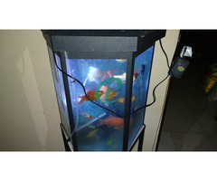 Fish with tanks. - Image 2