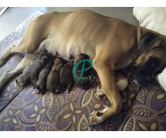 Boxer puppies for sale - Image 1