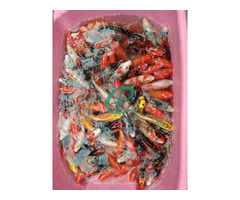 Fish for sale - Image 6