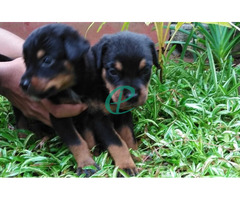 Rottweiler Male puppies - Image 1