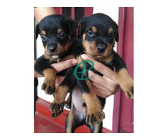 Rottweiler Male puppies - Image 2
