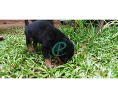 Rottweiler Male puppies - Image 4