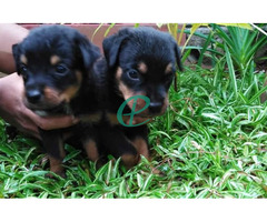 Rottweiler Male puppies - Image 5