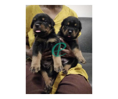 Rottweiler Puppies- KASL Registered - Image 2