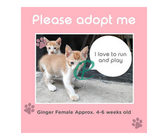 Adopt me, we both need the love! - Image 2