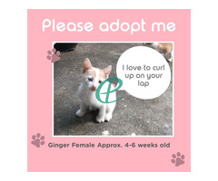 Adopt me, we both need the love! - Image 3