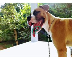 Boxer Dog for sale - Image 1