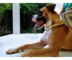 Boxer Dog for sale - Image 2