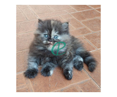 Pure Breed Persian Kittens - Image 1