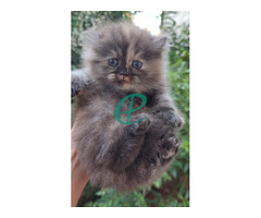 Pure Breed Persian Kittens - Image 4