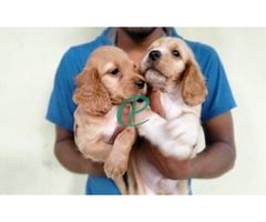 Cocker spaniel puppies for sale - Image 1