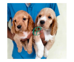 Cocker spaniel puppies for sale - Image 2