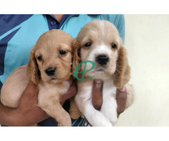 Cocker spaniel puppies for sale - Image 3