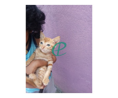 Parsiyan mix kitten for sale - Image 3