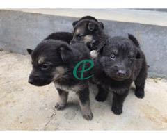 German Shepherd puppies for sale - Image 3