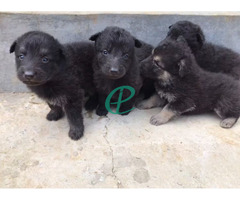 German Shepherd puppies for sale - Image 4