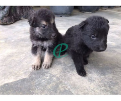 German Shepherd puppies for sale - Image 5