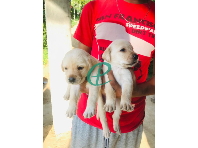 Labrador Puppies For Sale - 1