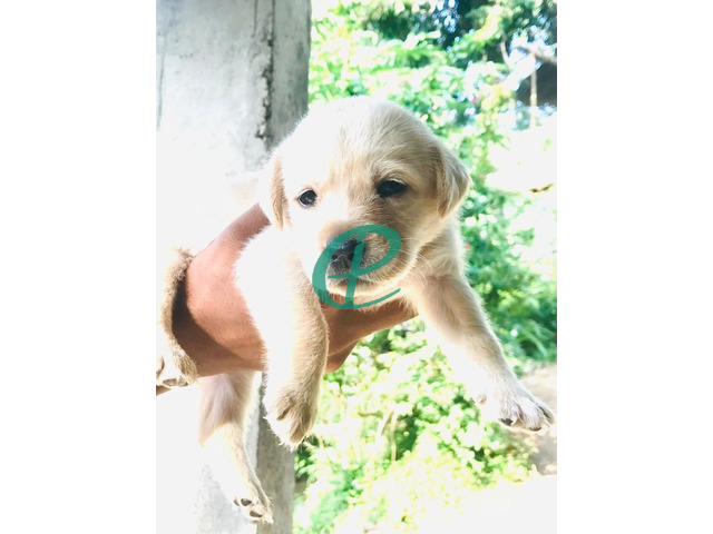 Labrador Puppies For Sale - 2