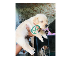 Labrador Puppies For Sale - Image 3
