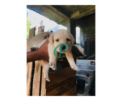 Labrador Puppies For Sale - Image 4