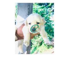 Labrador Puppies For Sale - Image 5