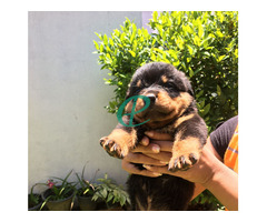 Imported bloodline Rottweiler Puppies - Image 1