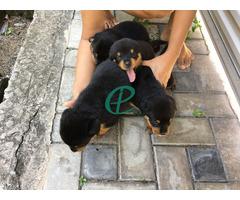 Imported bloodline Rottweiler Puppies - Image 2