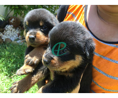 Imported bloodline Rottweiler Puppies - Image 3