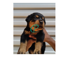 Imported bloodline Rottweiler Puppies - Image 4
