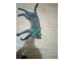 Russion blue cat - Image 1