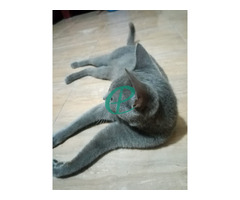 Russion blue cat - Image 2